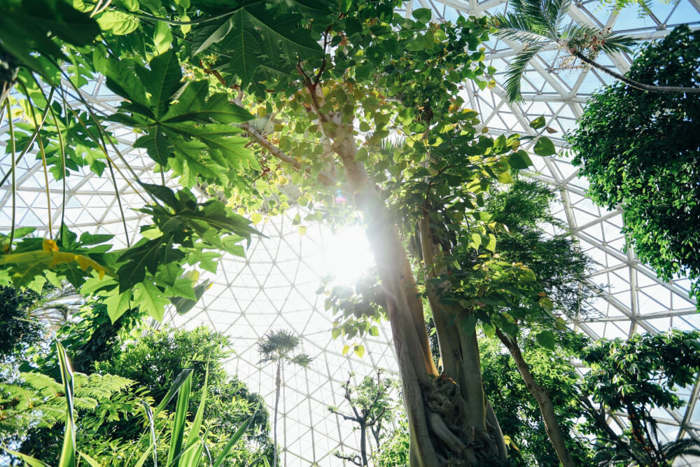 Interior of the Eden Project greenhouse, with tall trees and shrubs
