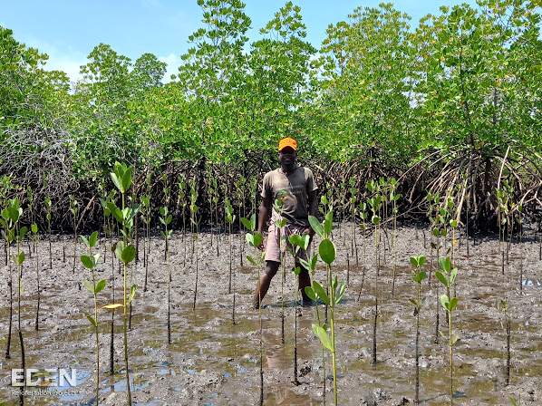 Man standing behind group of saplings growing in wetland