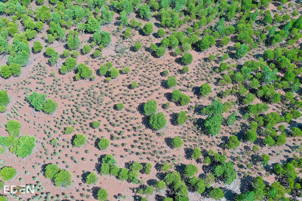 Kenyan plains scattered with trees