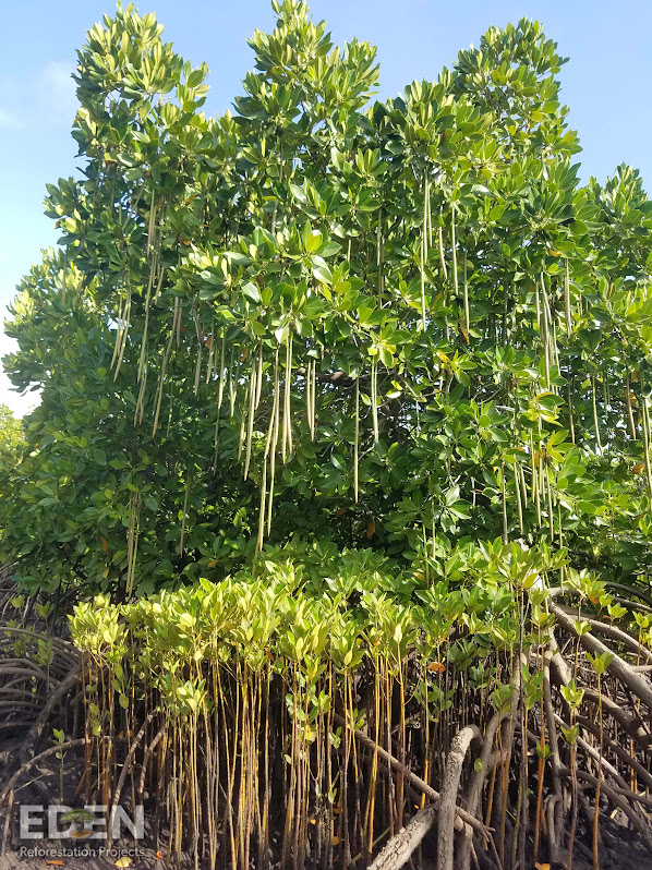 Trees growing with leaves and beans hanging down