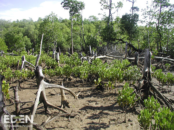 Saplings growing in a reforesting project