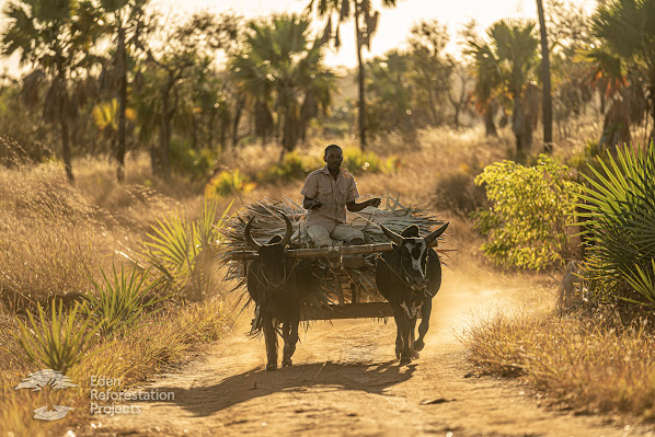 Worker transporting plants by ox-drawn cart