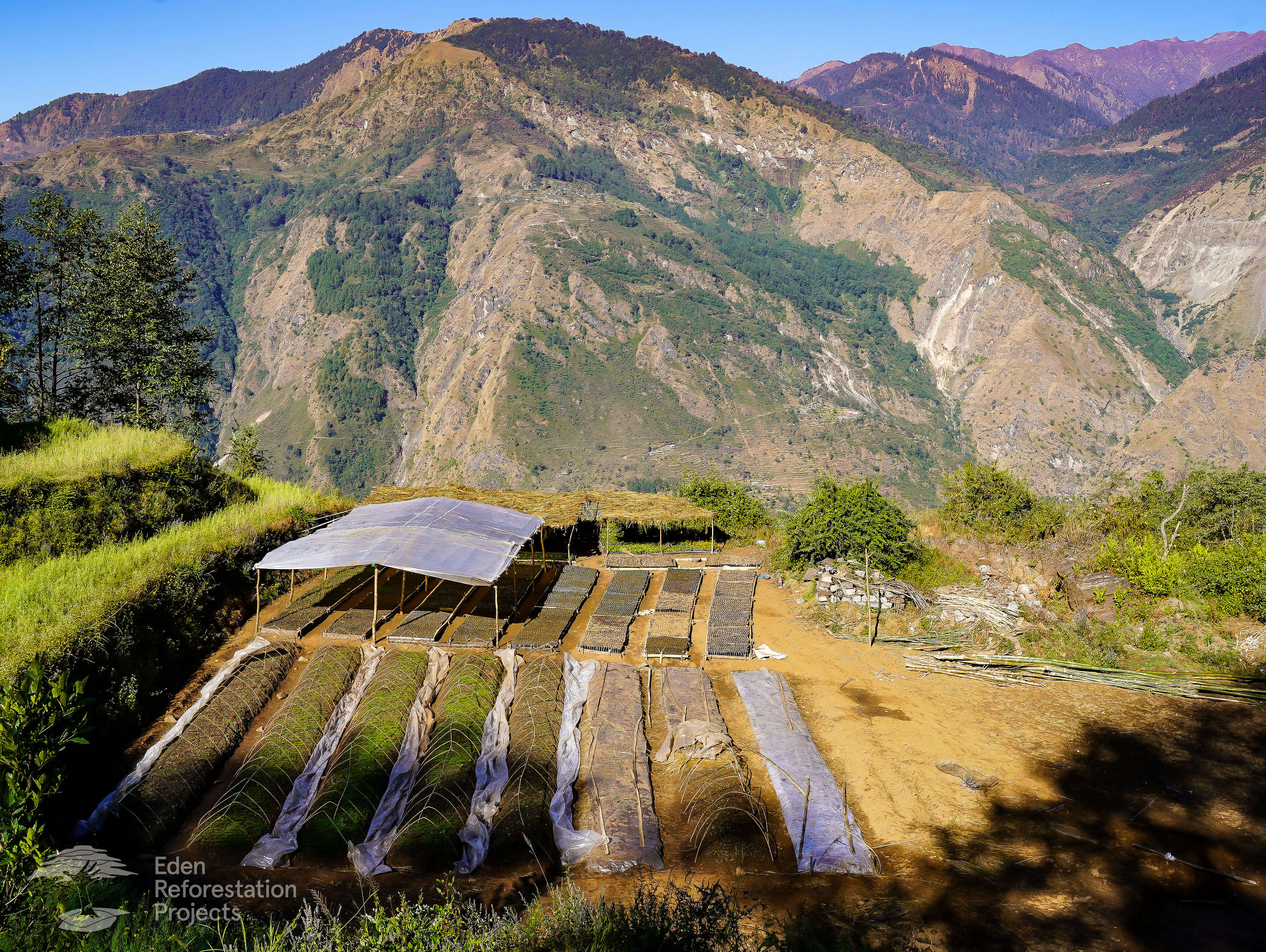 Tree nursery, with backdrop of large Nepalese mountains