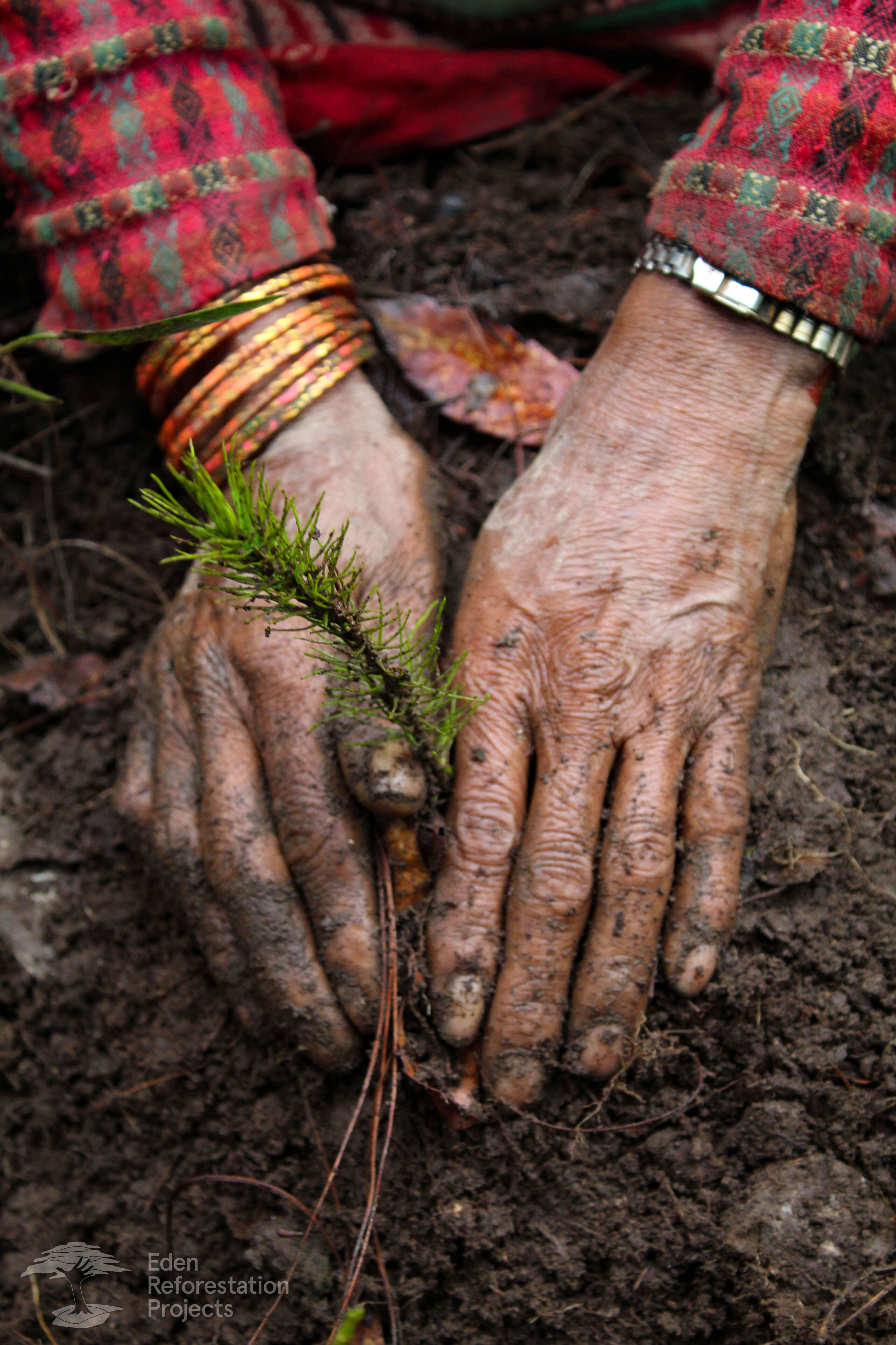 Close up of muddy hands planting sapling