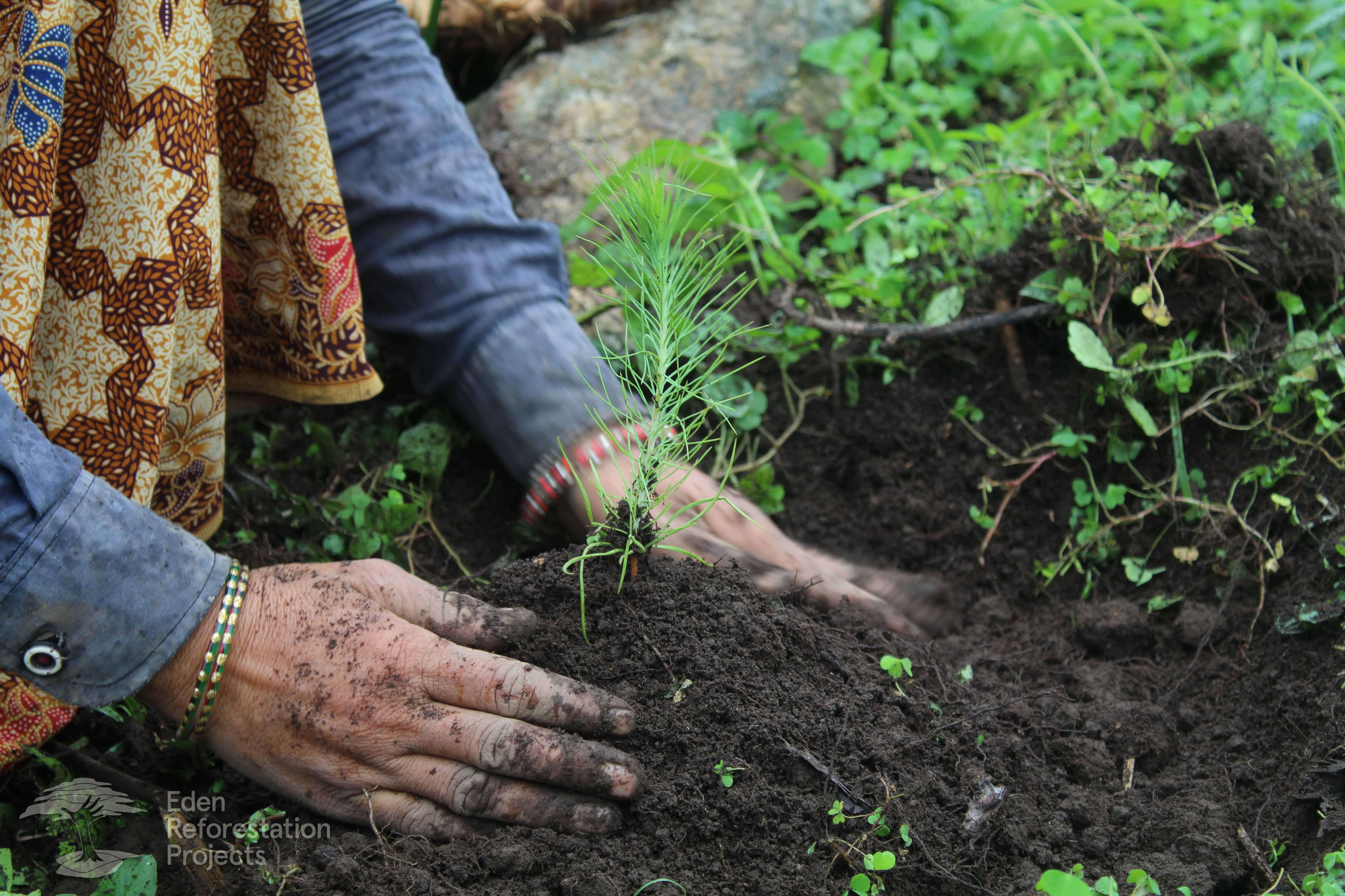 Hands planting sapling into earth