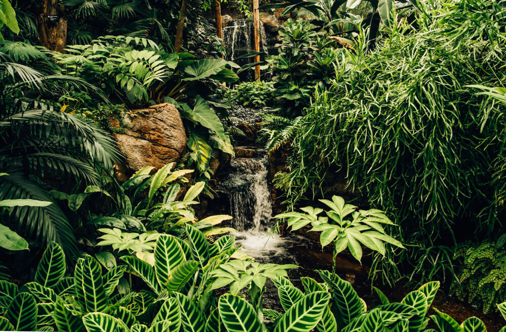 Lush rainforest waterfall