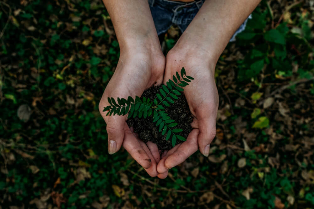 Hands holding young sapling in soil